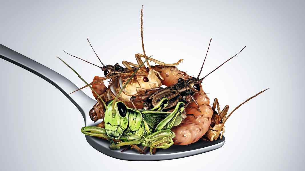 Source of protein: Insect bars in a taste test