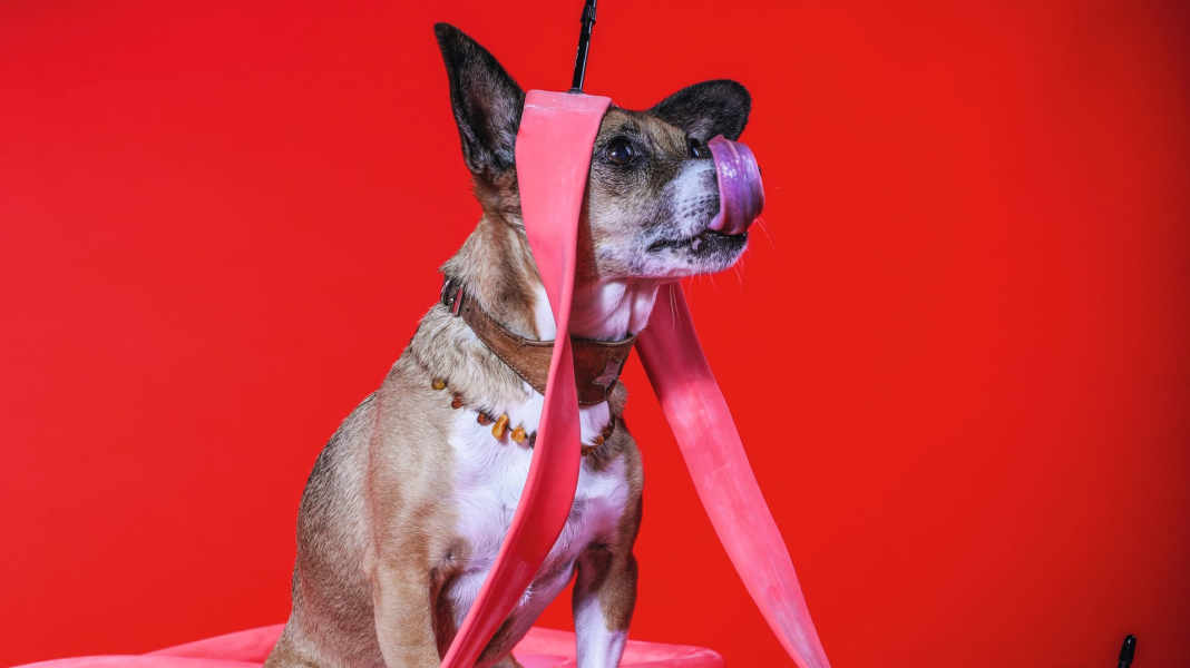 Bissfest: 14 Fahrradschläuche im Labor- und Praxistest