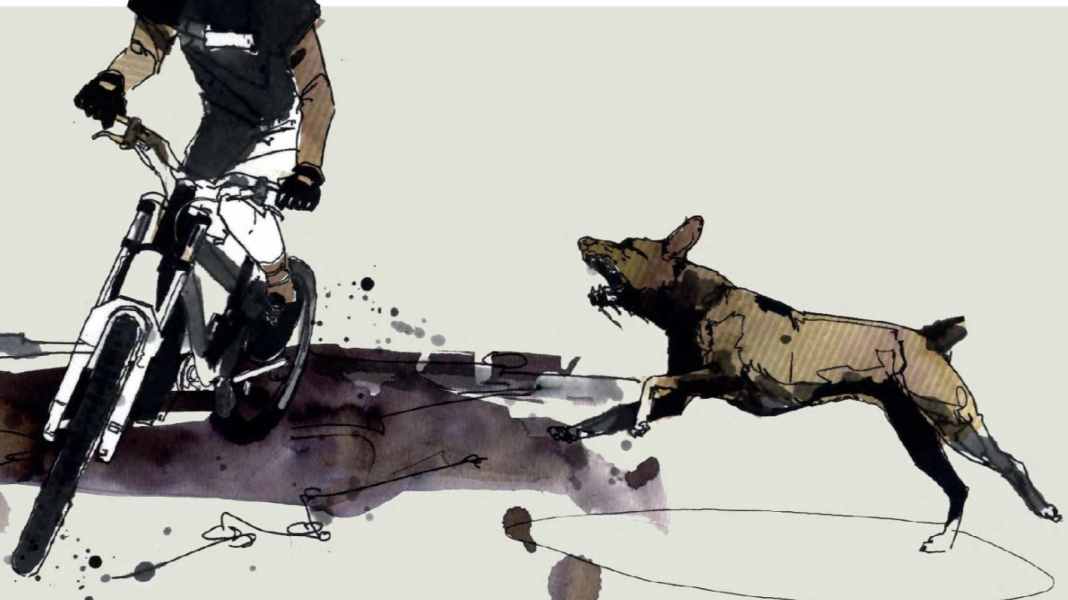 Bikers and wild animals - Part 3: What you should be aware of with aggressive dogs