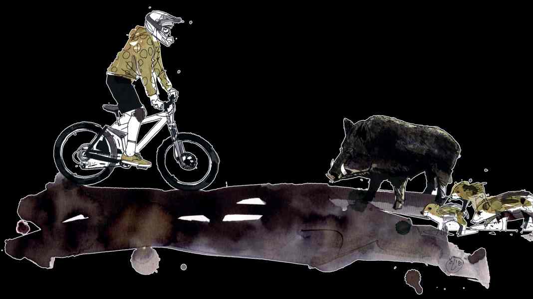 Bikers and wild animals - Part 2: What you should do in the event of wild boar encounters