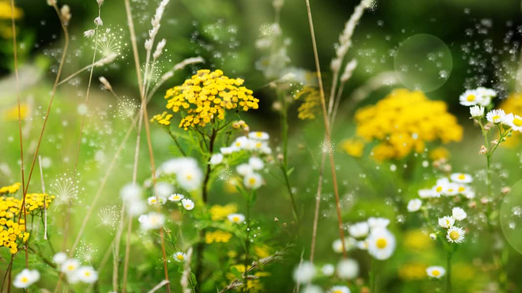 Allergy sufferers take note: 19 tips for mountain biking with hay fever & asthma