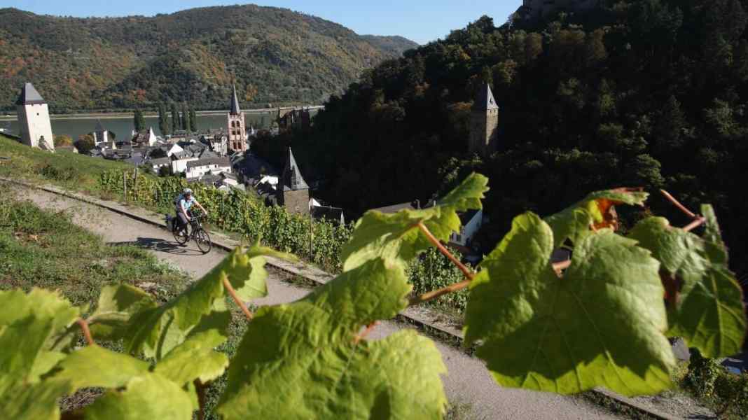 Rhine Cycle Route: 200 kilometres from Mainz to Cologne