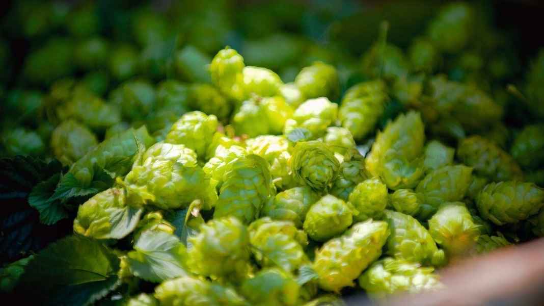 Hallertau hop tour
