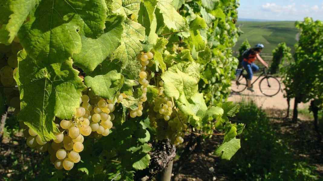 Auf dem Wein-Radweg entlang des Mains