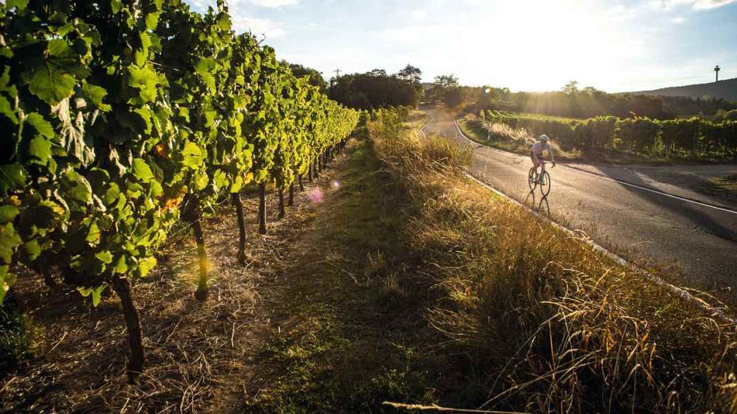Germany: The most beautiful road bike tours in the Palatinate wine country - short trip on the edge of the Palatinate Forest