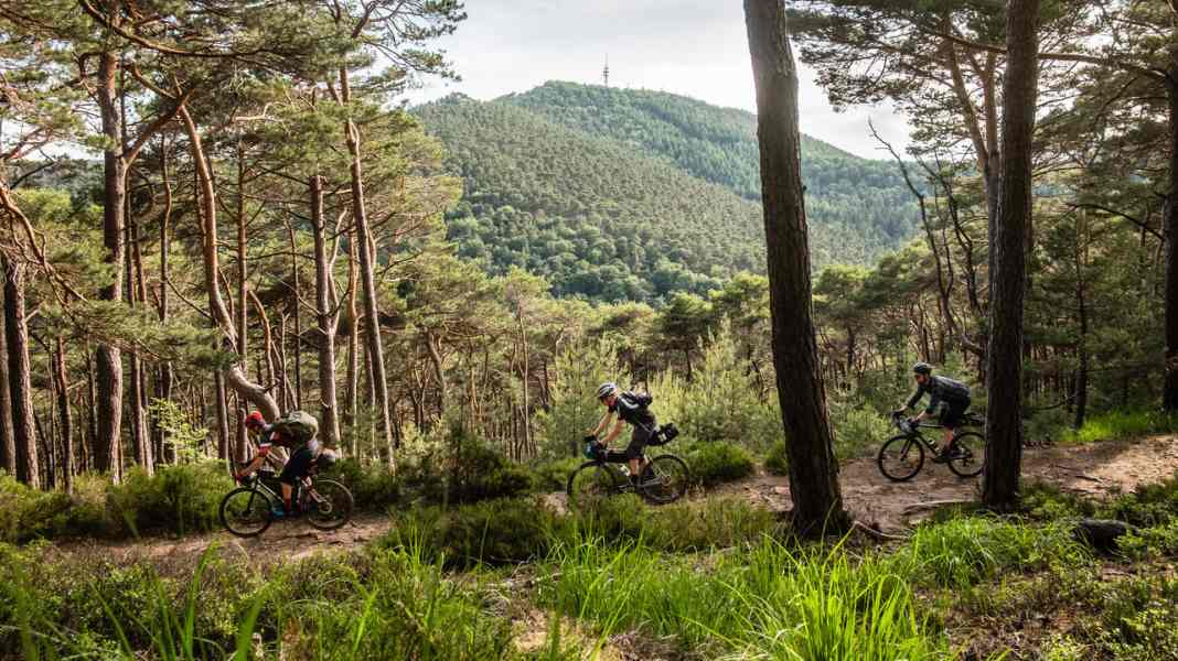 Bikepacking Pfälzerwald: 4 Tage mit dem Gravelbike im Pfälzerwald