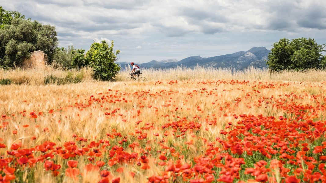 Travelling Mallorca: Four bike tours on a gravel bike - Mallorca with a difference: dream tours on a gravel bike