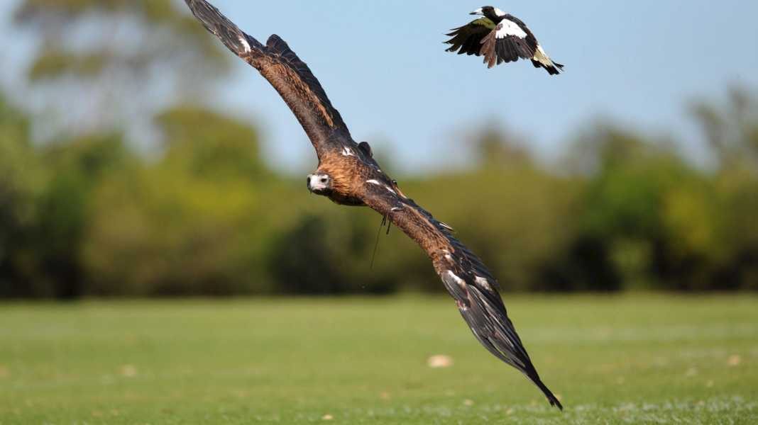 Rad-WM: «Angry Birds» - Vögel greifen Radprofis an