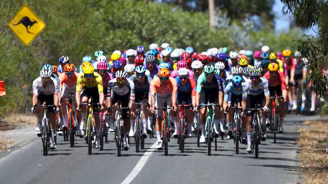 Despite crash with kangaroo: Vine wins Tour Down Under