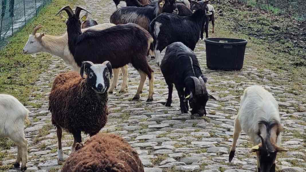 Paris-Roubaix : Des aides animales : chèvres et moutons pour rendre la forêt d'Arenberg praticable