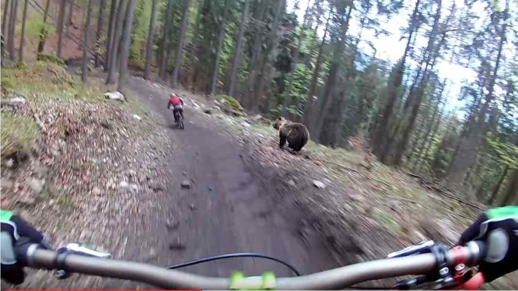 Bär im Bikepark