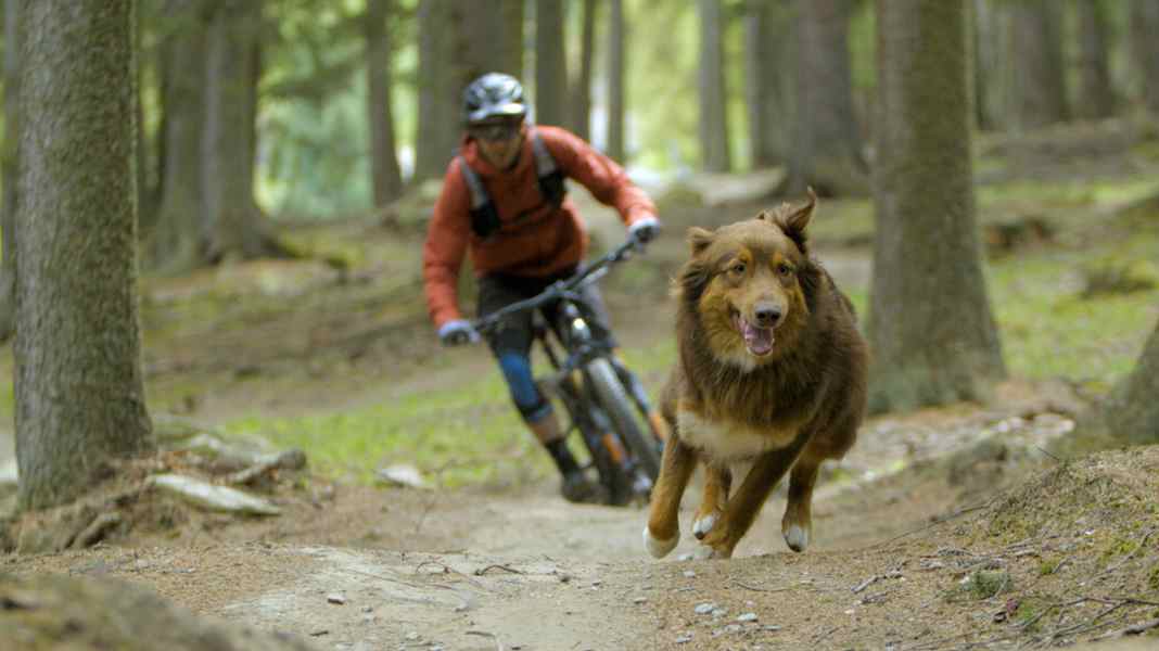 "Paws & Wheels" und das Biken mit dem Hund