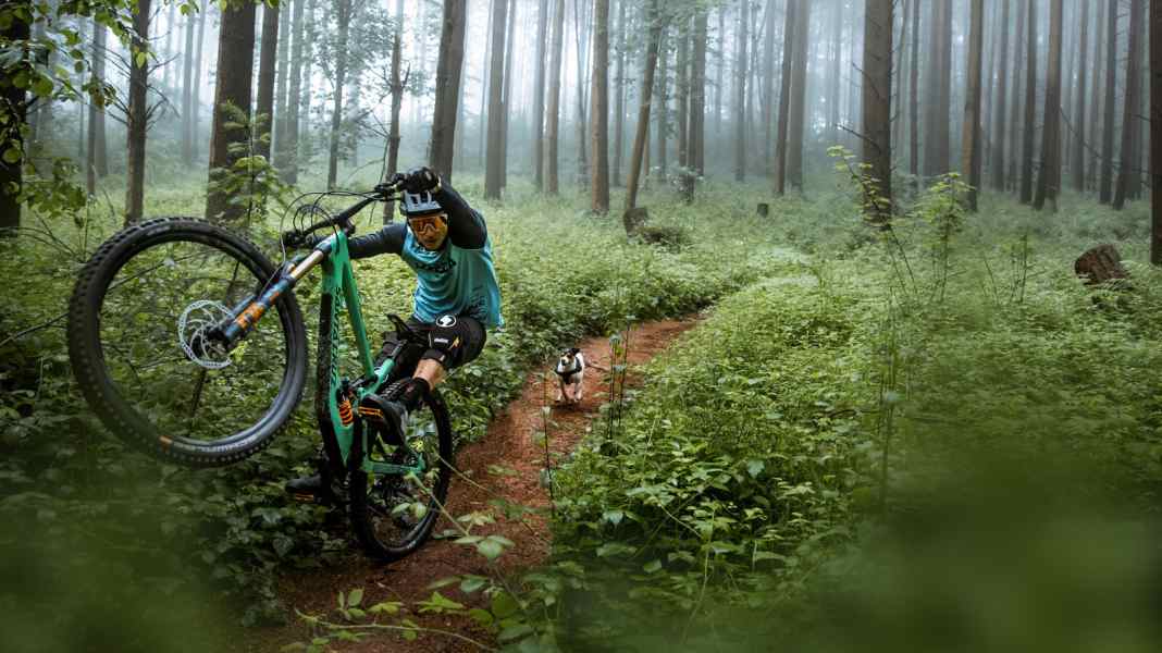 "Paws & Wheels II" und "Doggystyle"