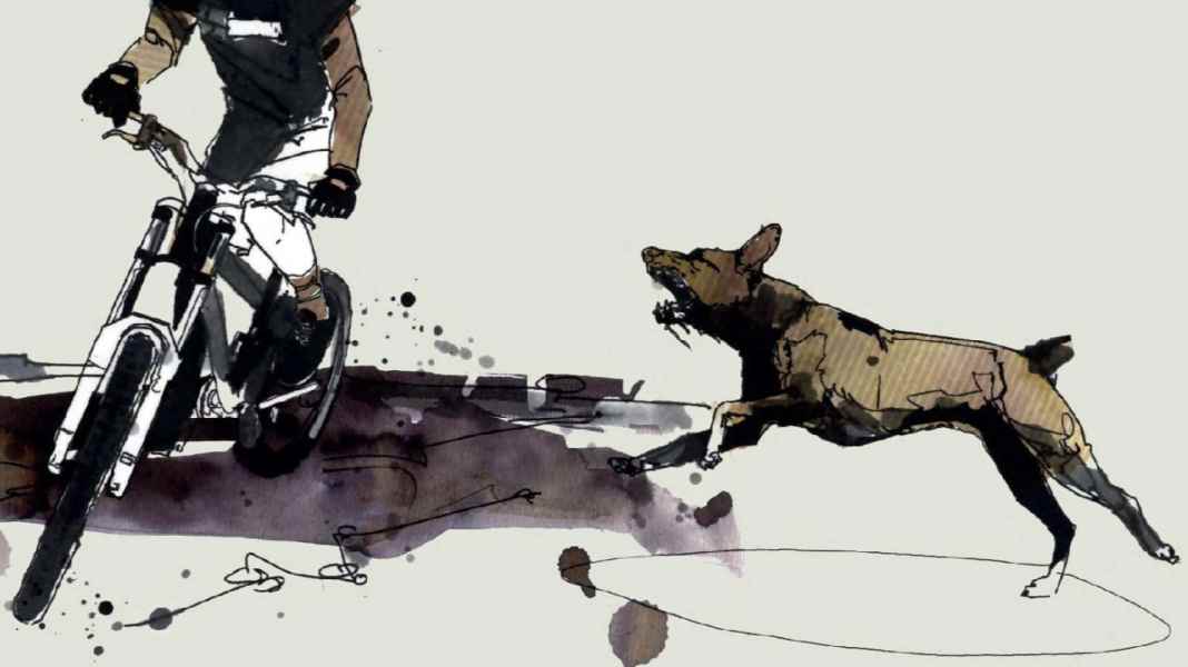 Biker und wilde Tiere - Teil 3: Was du bei aggressiven Hunden beachten solltest