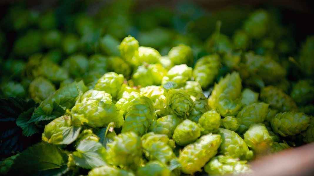 Hallertauer Hopfentour