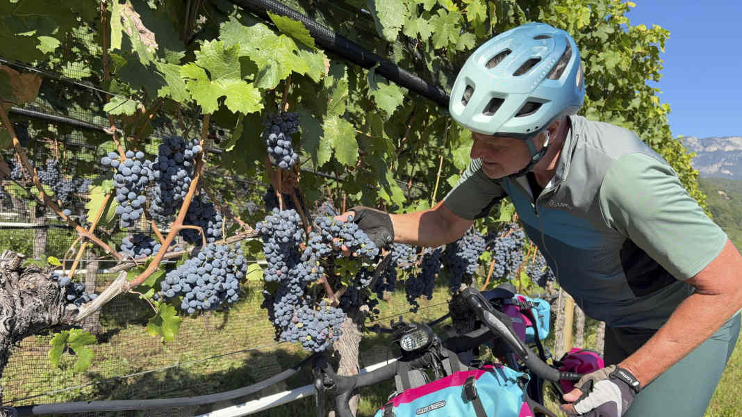 Radweg-Auslese: Die 5 schönsten Radwege durch Weinbauregionen in Deutschland, Österreich und Südtirol