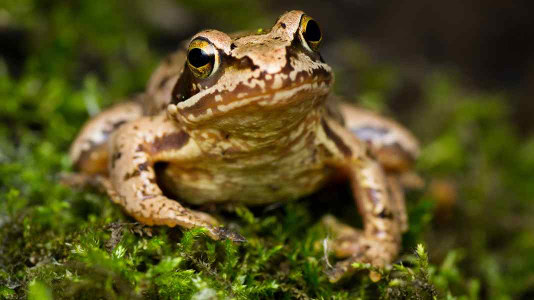 Naturschutz: Auf diese Tiere sollte man beim Biken achten