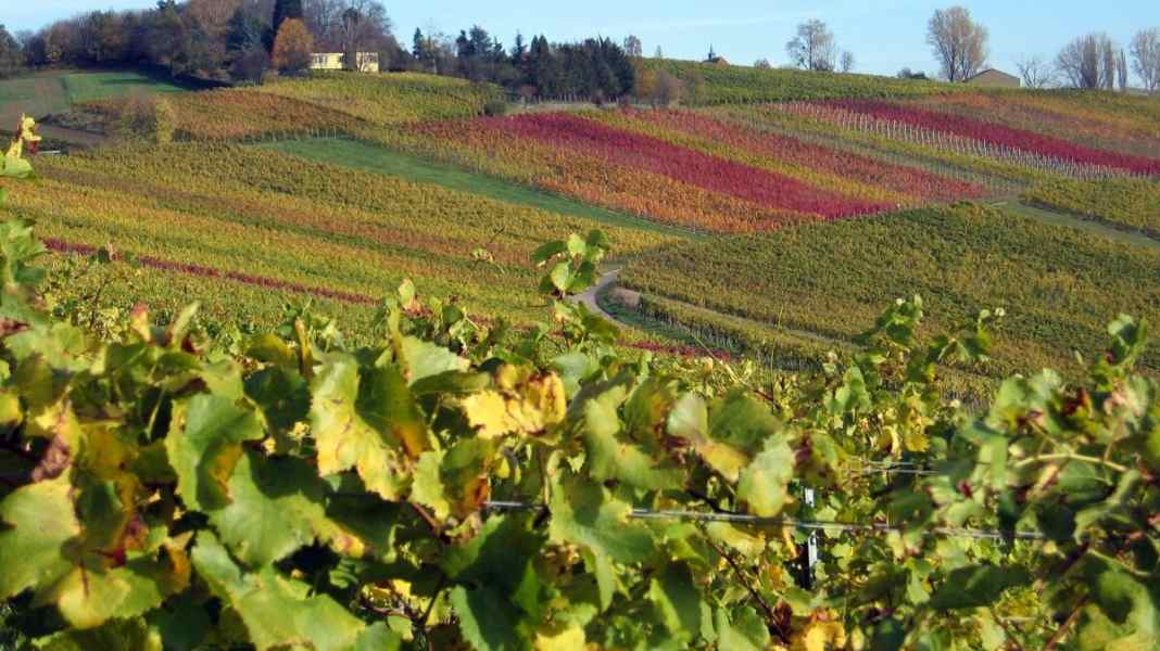 Auf dem Remstal-Radweg durch die Weinstube Württembergs
