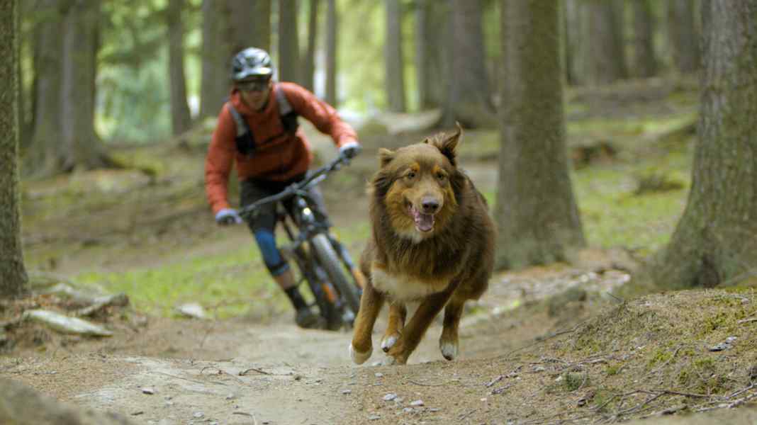 "Paws & Wheels" und das Biken mit dem Hund