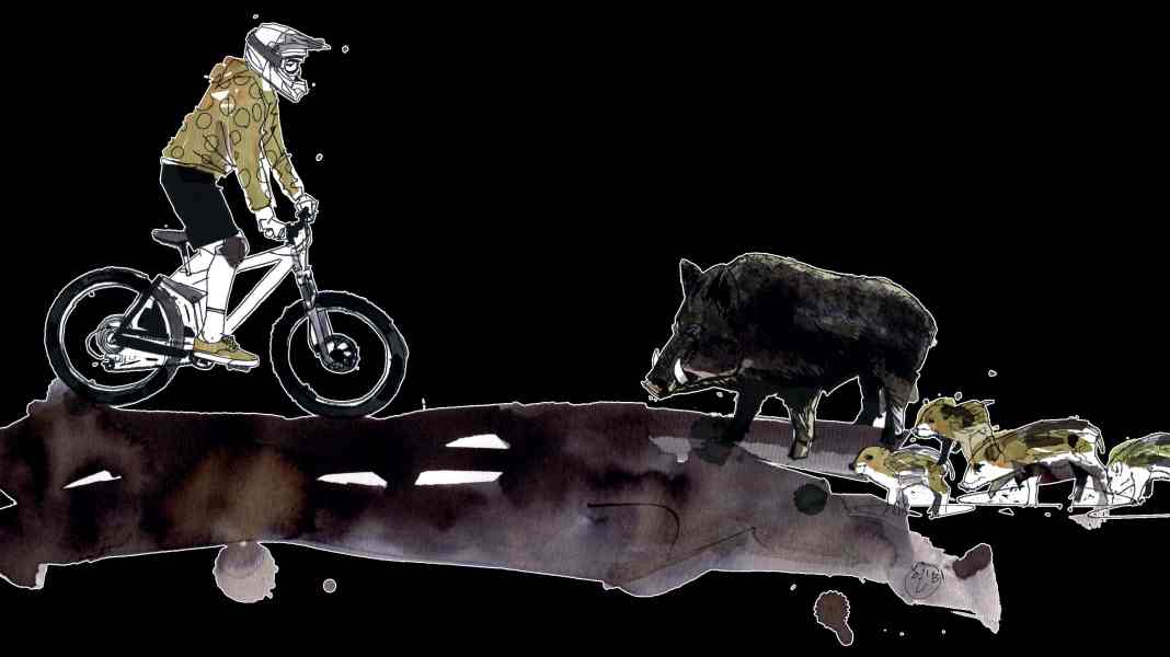 Bikers and wild animals - Part 2: What you should do in the event of wild boar encounters