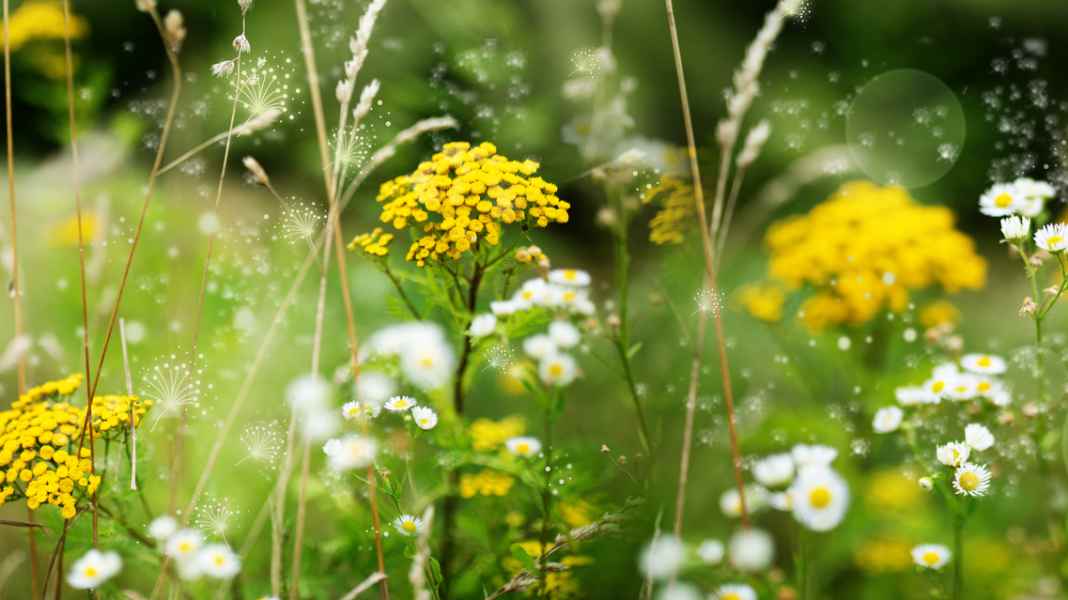 Allergy sufferers take note: 19 tips for mountain biking with hay fever & asthma