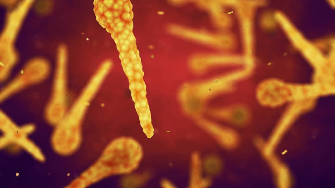 Tetanus - die unterschätzte Gefahr: Warum Impfen wichtig ist