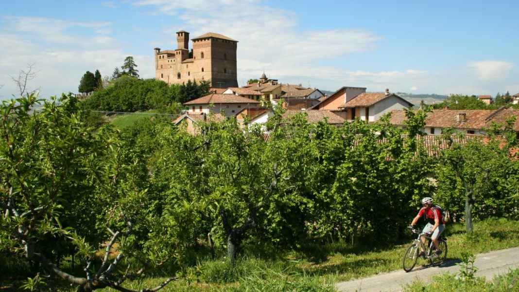 Journey of discovery on the trail of the Piedmont cherry