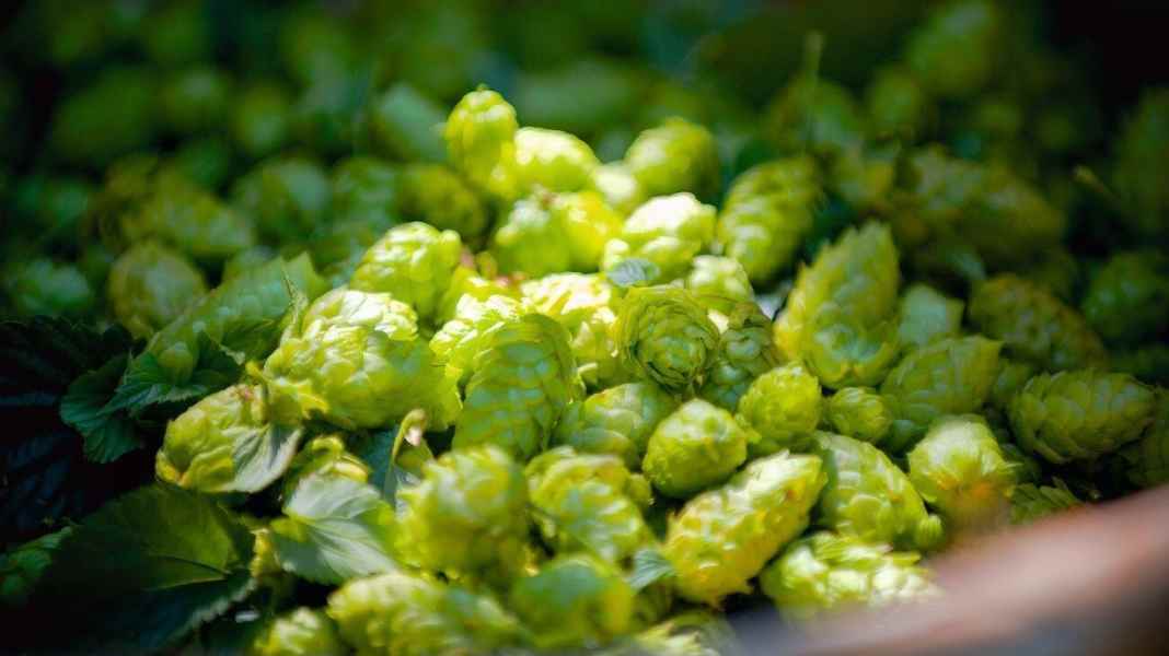 Hallertauer Hopfentour