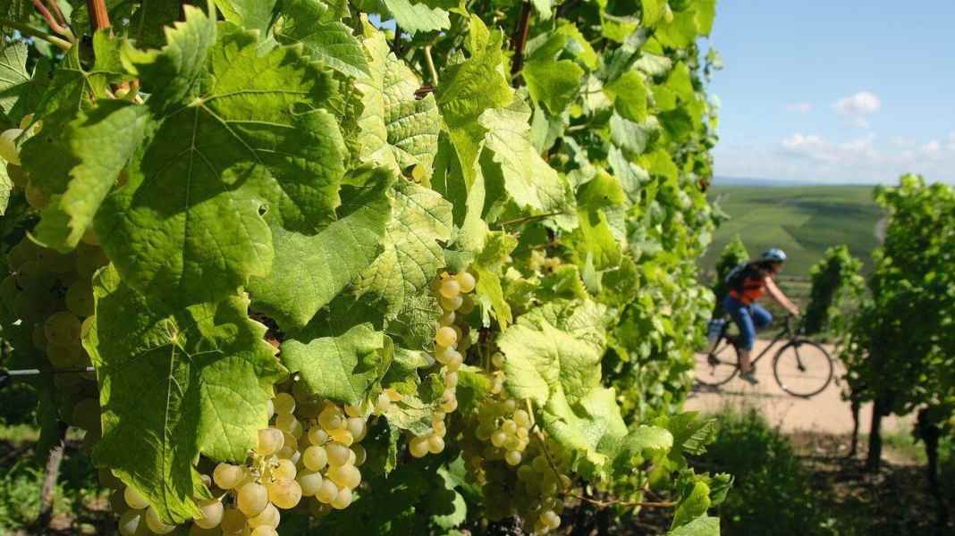 On the wine cycle path along the Main