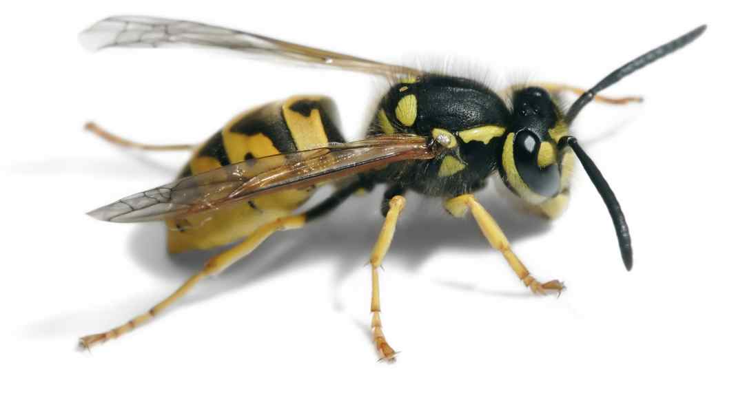 Wasp alert for road cyclists: Why cyclists should be particularly careful right now