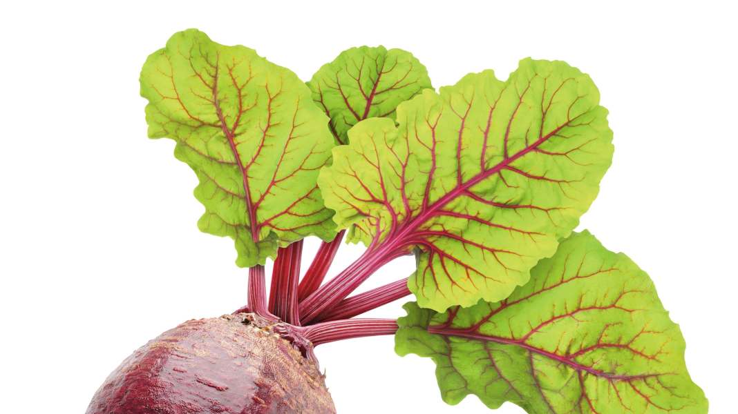​Gemüse des Monats: Rote Bete