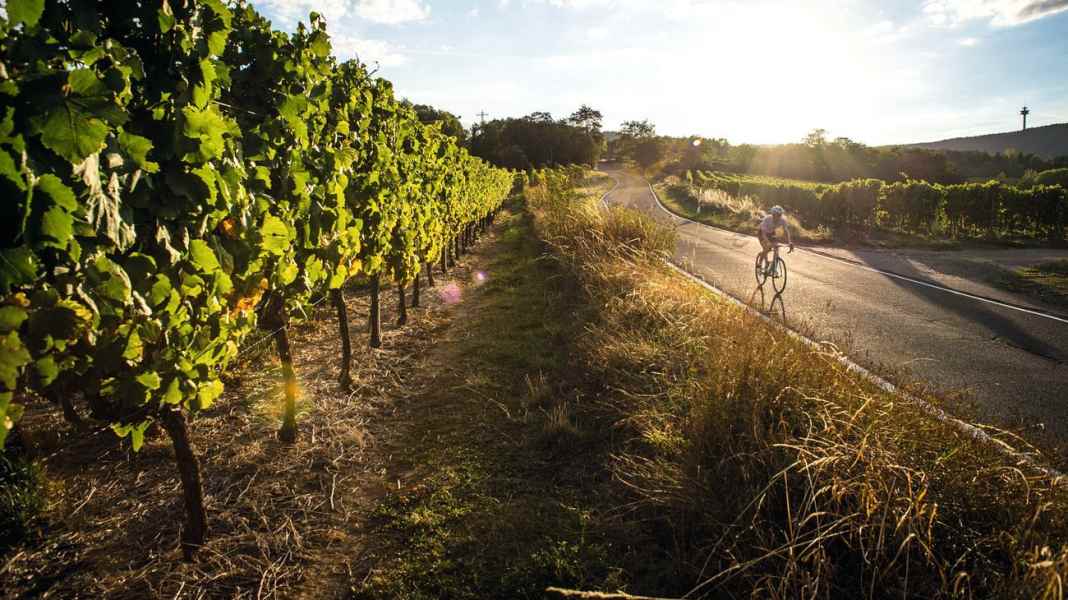 Germany: The most beautiful road bike tours in the Palatinate wine country - short trip on the edge of the Palatinate Forest