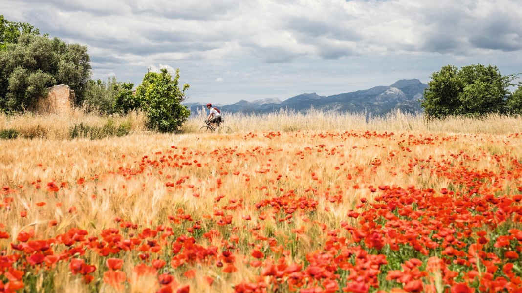 Voyage Mallorca : Quatre tours à vélo en gravelbike - Mallorca autrement : des tours de rêve en gravelbike