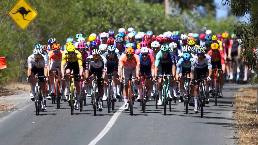 Malgré un crash avec un kangourou, Vine remporte le Tour Down Under