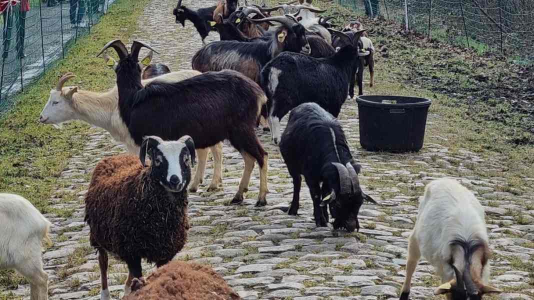 Paris-Roubaix: Animal helpers: Goats and sheep to make the Arenberg forest passable