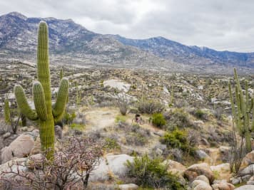 MTB-Spot Tucson – Berge, Trails & Kaktusstacheln