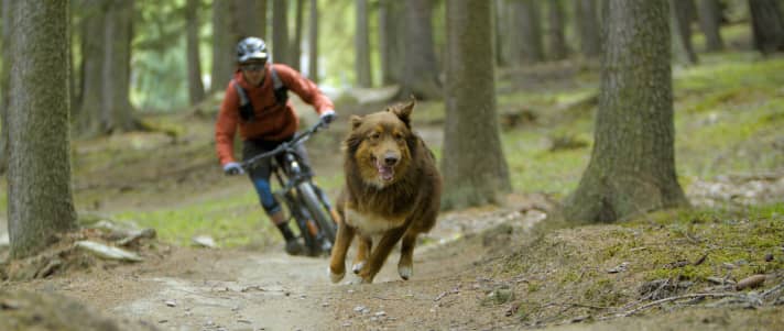 Bike-Profi Oli Dorn hat seinen Hund Balu zum Traildog ausgebildet.