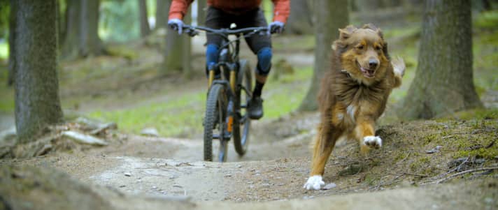 Mountain biking puts a lot of strain on a dog's joints. Oli Dorn therefore advises introducing the dog to the strain slowly.