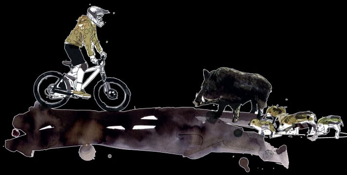 Bikers and wild animals - Part 2: What you should bear in mind when encountering wild boar