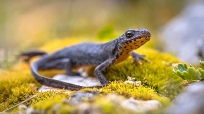 Alpine newt