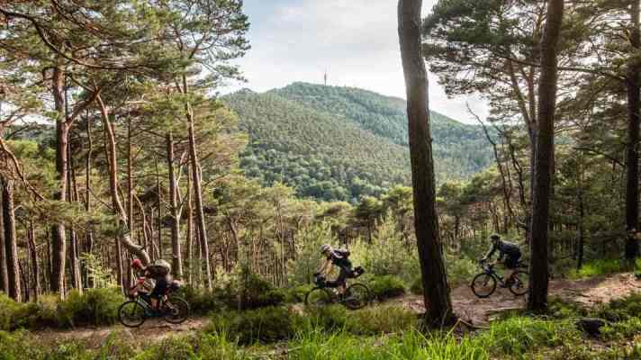 Gentle trails with sandy forest soil - the Palatinate Forest looks like it was created by the Gravel God.
