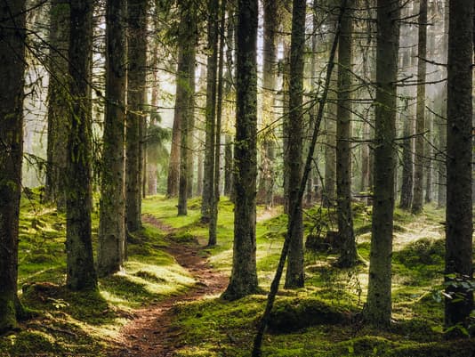 MTB-Einschränkungen nur eine Formulierungs-Panne?