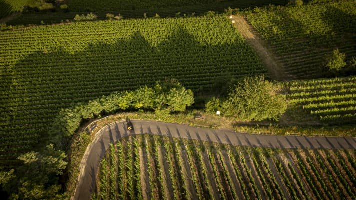 Rennradfahrer in den Weinbergen des Tunibergs bei Freiburg.