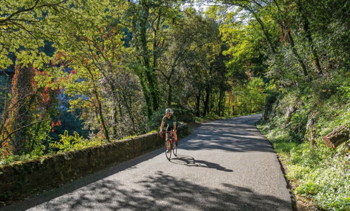 Grünes Dach: Abseits der Hochebenen wird so manches schmales Sträßchen von einem Blätterdach beschattet