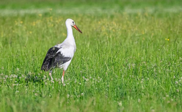 Störche im Blick: Entlang der Route kann man rund zwanzig Nester sehen.  ©Tourismusverband Bayerisch-Schwaben