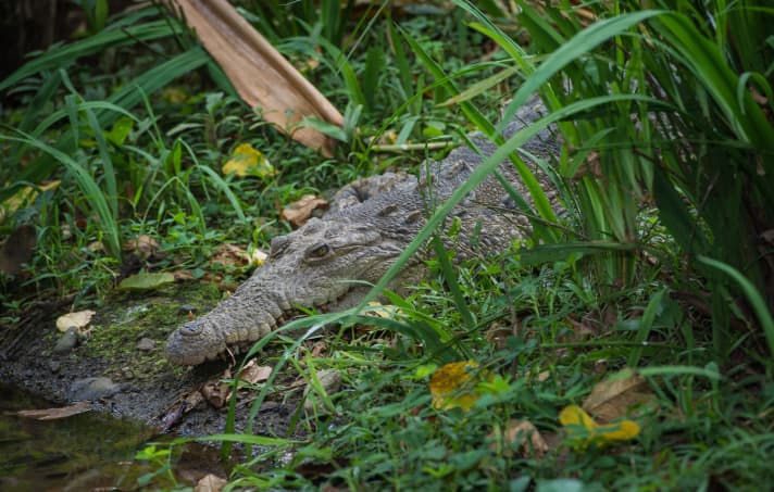   If you have good eyes, you'll see the occasional crocodile.