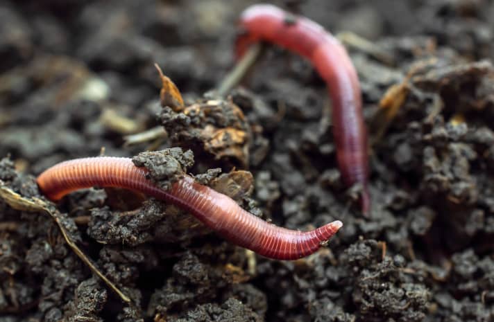 Red earthworm