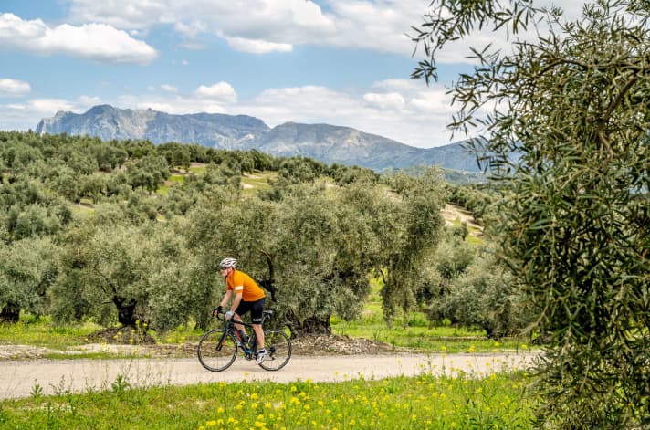 Against the backdrop of the Sierras Subbéticas, Tour 3 leads along narrow roads through endless olive plantations