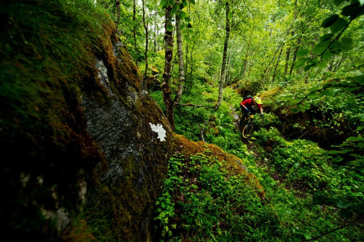   From the high mountains directly into the birch forest.