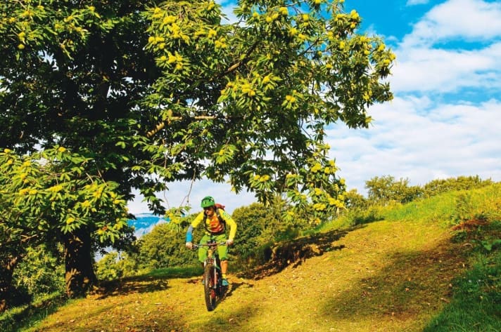   Chestnut trees and sweeping views of the Sarca Valley on Monte Pian.
